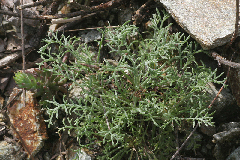 Anthemis cretica ssp. saxatilis / Camomilla montana